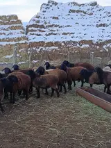 Кочкор районуна мал караганга чабан керек