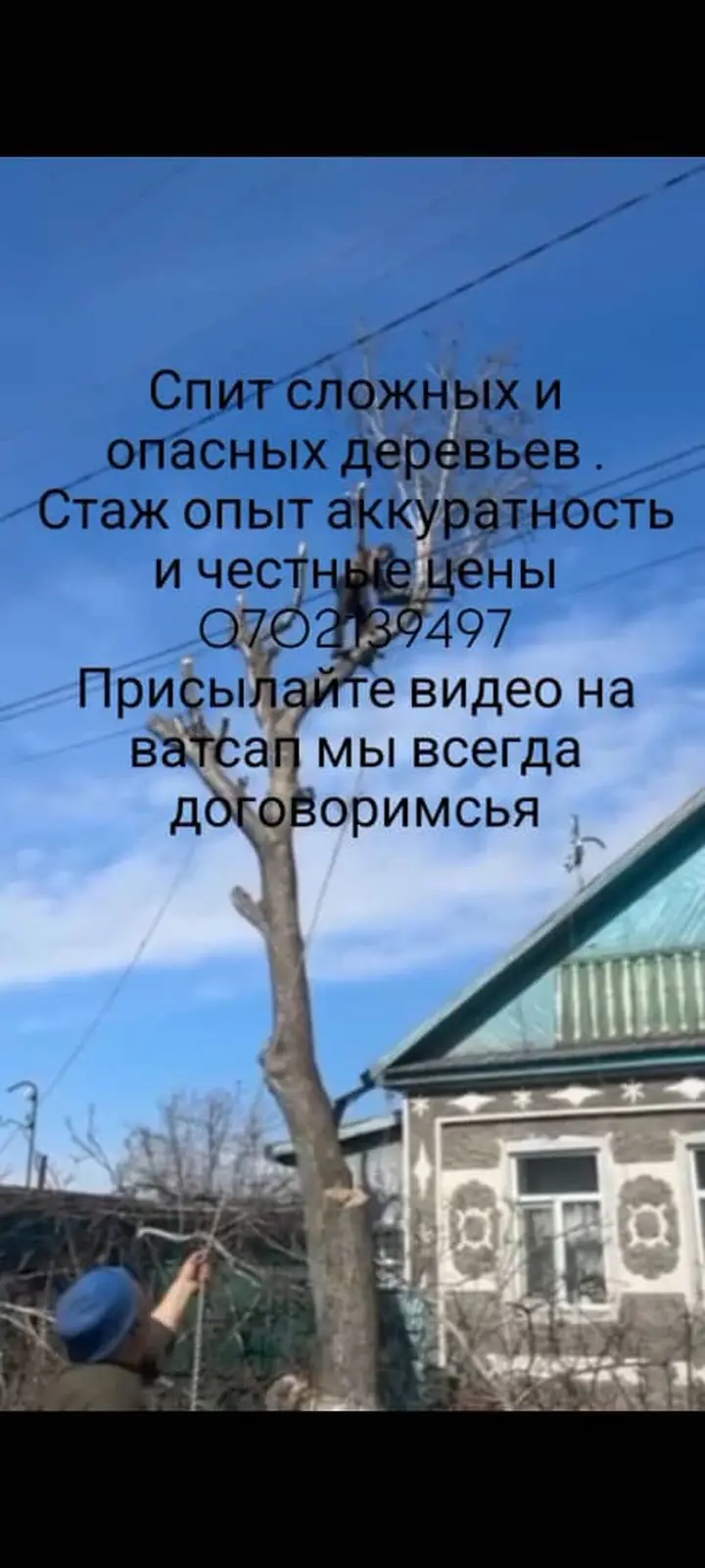 Профессиональный спил и обрезка сложных и опасных деревьев. — фото 2