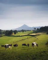Доярка
