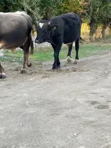 Пастух