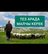 Пастух