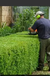 Стрижка и формовка живых изгородей, кустарников и газонных кромок