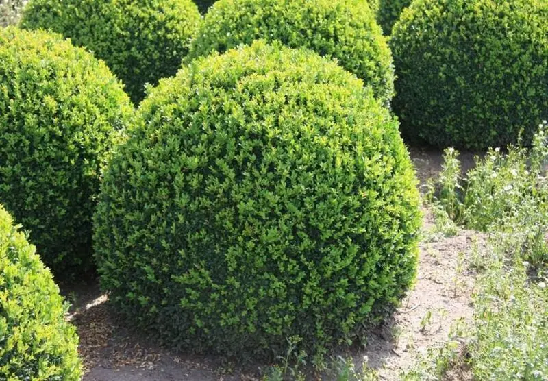 Топиарные деревья и кустарники — профессиональная формовка кроны под — фото 3