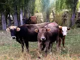 Пастух (малчы)