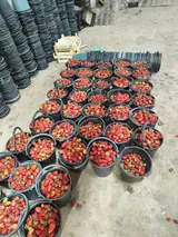 Сборщик урожая