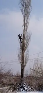 Спил деревьев