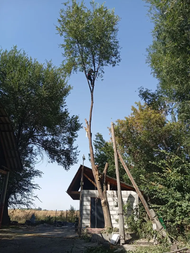 Профессиональная валка КАРА -БАЛТА !!!!!!! деревьев!(БАК) и — фото 2
