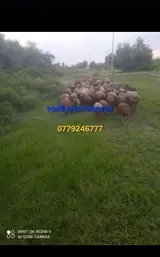 Пастух можна семейный