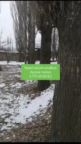 Услуги по спилу деревьев + ску