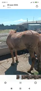 Скотник.з/п 40000