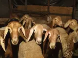 Срочно малчы керек Ысык-Колго мал бакканга бойдок болсо жакшы болмок