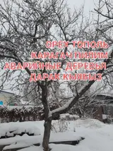 ОРЕХ ТОПОЛЬ КАРАГАЧ ПИЛИМ ДЕРЕВЬЯ АВАРИЙНЫЕ СЛОЖНЫЕ ДАРАК КЫЯБЫЗ
