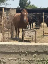 Скотник