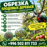 Обрезка плодовых деревьев Профессиональная обрезка для здорового