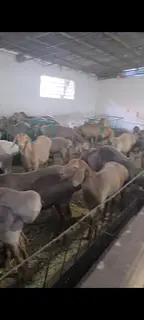 Пастух