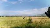Пастух