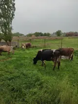 Скотник