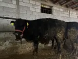 Скотник