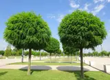Топиарные деревья и кустарники — профессиональная формовка кроны под