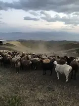 Пастух