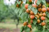 Алма бактарды суугарган киши керек(капелька)