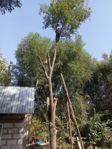 Профессиональная валка КАРА -БАЛТА !!!!!!! деревьев!(БАК) и