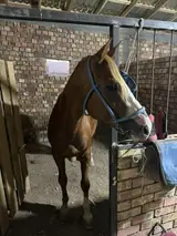 Ат кой караганга киши керек