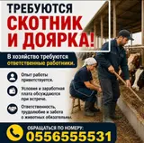 Скотник, и доярка
