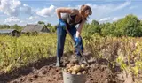 Ищем разнорабочего Нужен на завтра человек, который сможет вскопать