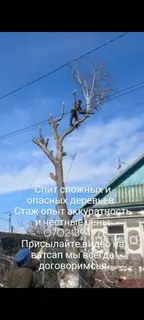 Профессиональная спиловка сложных и опасных деревьев.