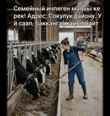 Семеный ичпеген малчы керек