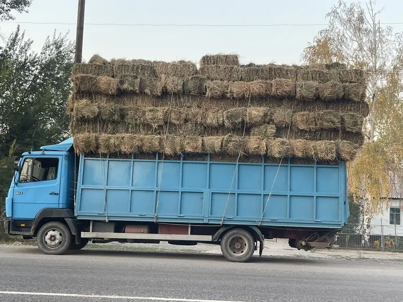 Заказать Мерседес Гигант, Перевозка скота, C грузчиком — фото 6