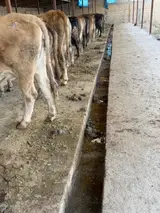 Мал баканга семейный адам керек